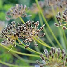 Attēlu rezultāti vaicājumam “Anethum graveolens”