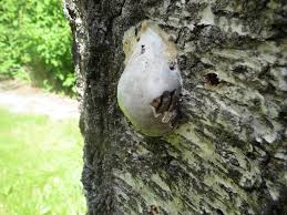 Attēlu rezultāti vaicājumam “Reticularia lycoperdon”