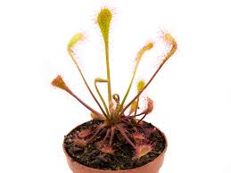 Attēlu rezultāti vaicājumam “Drosera x obovata leaf”
