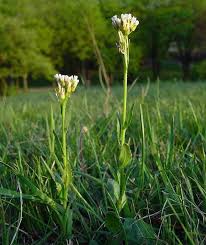 Attēlu rezultāti vaicājumam “Arabis hirsuta fruit”