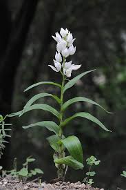 Attēlu rezultāti vaicājumam “Cephalanthera longifolia”