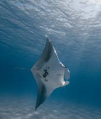 Image result for Raja straeleni