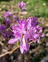 Attēlu rezultāti vaicājumam “Rhododendron canadense flower”