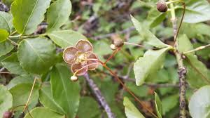 Attēlu rezultāti vaicājumam “Euonymus verrucosus leaf”