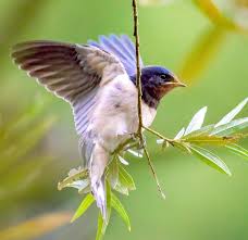 Attēlu rezultāti vaicājumam “Hirundo rustica juvenile”