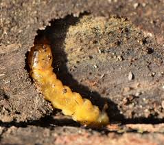 Attēlu rezultāti vaicājumam “Pyrochroidae larva”