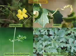 Attēlu rezultāti vaicājumam “Cucurbitaceae”