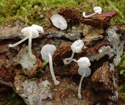 Attēlu rezultāti vaicājumam “Delicatula integrella”