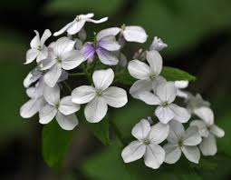 Attēlu rezultāti vaicājumam “Lunaria rediviva”