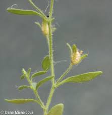 Attēlu rezultāti vaicājumam “Microrrhinum minus”