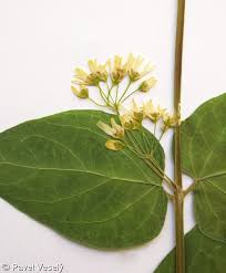 Attēlu rezultāti vaicājumam “Vincetoxicum hirundinaria fruit”