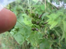 Attēlu rezultāti vaicājumam “Agrimonia pilosa bud”