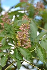 Attēlu rezultāti vaicājumam “Aesculus x hybrida”