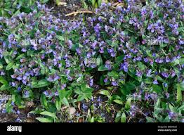 Attēlu rezultāti vaicājumam “Pulmonaria angustifolia fruit”
