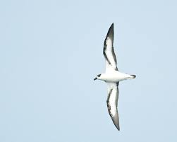 Image result for Pterodroma hasitata