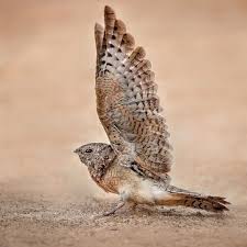 Image result for Caprimulgus aegyptius