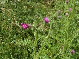 Attēlu rezultāti vaicājumam “Carduus crispus”