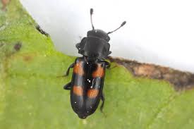 Attēlu rezultāti vaicājumam “Glischrochilus quadripunctatus”