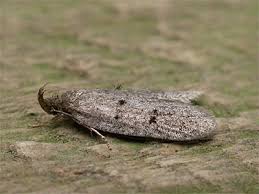 Attēlu rezultāti vaicājumam “Luquetia lobella”