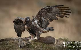 Attēlu rezultāti vaicājumam “Aquila chrysaetos”