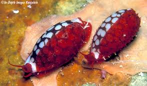 Attēlu rezultāti vaicājumam “Cribraria violacea macro”