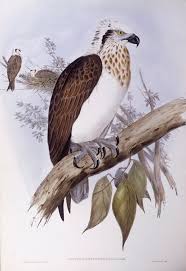 Image result for Pandion haliaetus