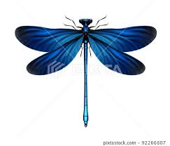 Attēlu rezultāti vaicājumam “Calopteryx virgo”