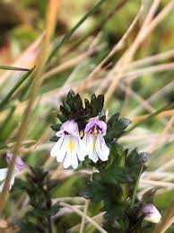 Attēlu rezultāti vaicājumam “Euphrasia”