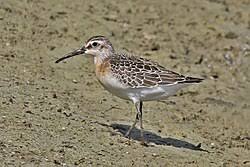 Attēlu rezultāti vaicājumam “Calidris ferruginea adult”