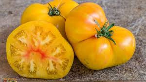 Afbeeldingsresultaat voor marmande jaune tomato