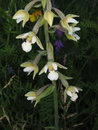 Attēlu rezultāti vaicājumam “Epipactis palustris leaf”