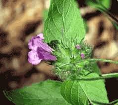 Attēlu rezultāti vaicājumam “Clinopodium vulgare fruit”