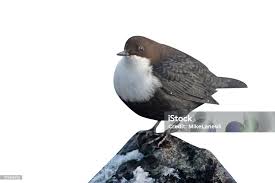 Attēlu rezultāti vaicājumam “Cinclus cinclus”