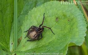 Attēlu rezultāti vaicājumam “Dolomedes fimbriatus”