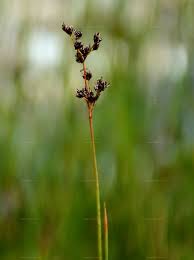 Attēlu rezultāti vaicājumam “Juncus capitatus fruit”
