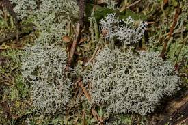 Attēlu rezultāti vaicājumam “Cladonia rangiferina”
