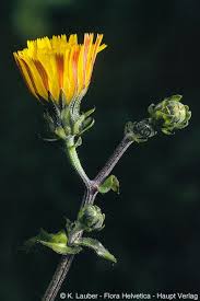 Attēlu rezultāti vaicājumam “Picris hieracioides”