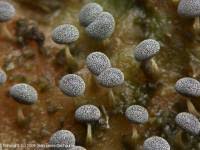 Attēlu rezultāti vaicājumam “Physarum licheniforme”