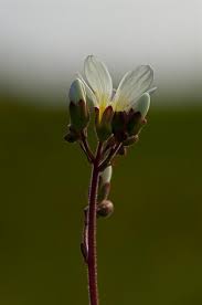 Attēlu rezultāti vaicājumam “Saxifraga granulata”