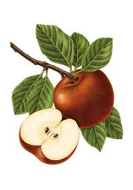 Attēlu rezultāti vaicājumam “Allium ursinum fruit”