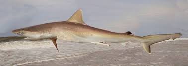 Image result for Rhizoprionodon terraenovae