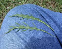 Attēlu rezultāti vaicājumam “Leontodon autumnalis  leaf”