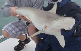 Image result for Carcharhinus acronotus