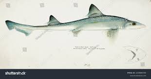 Image result for Mustelus