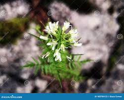 Attēlu rezultāti vaicājumam “Cardamine impatiens”