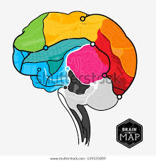 Image result for map of the brain