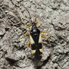 Attēlu rezultāti vaicājumam “Dryophilocoris flavoquadrimaculatus”