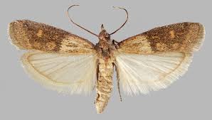 Attēlu rezultāti vaicājumam “Plodia interpunctella”