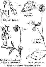 Attēlu rezultāti vaicājumam “Trifolium dubium leaf”