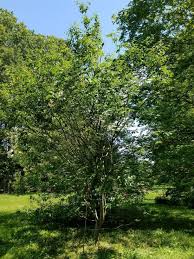 Attēlu rezultāti vaicājumam “Syringa reticulata subsp. amurensis”